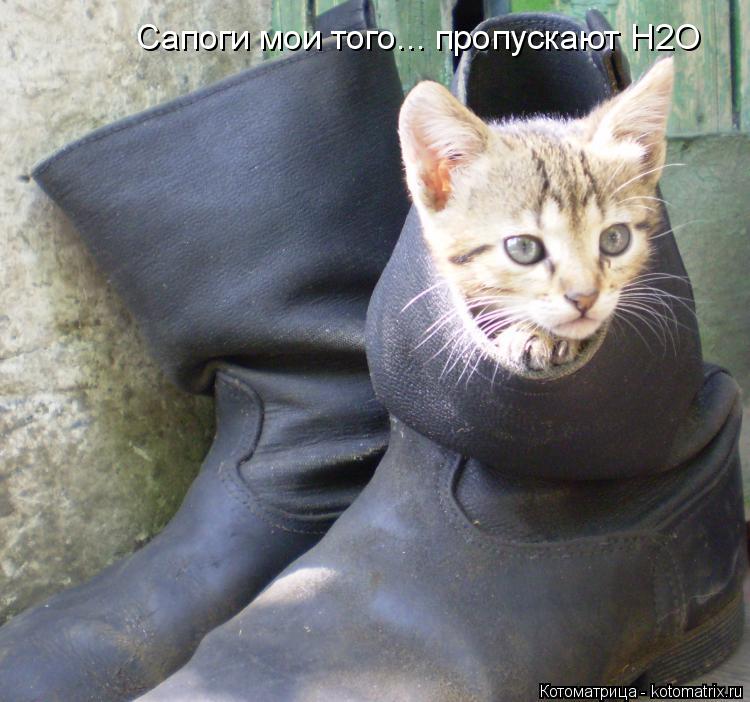 Котоматрица: Сапоги мои того... пропускают H2O