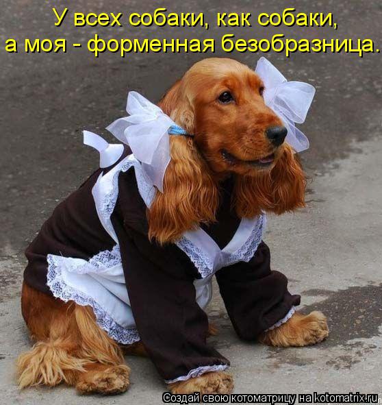 Котоматрица: У всех собаки, как собаки,  а моя - форменная безобразница.