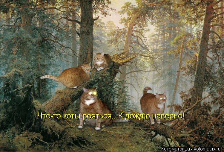 Котоматрица: Что-то коты рояться...К дождю наверно!