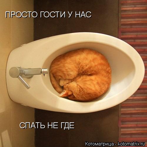 Котоматрица: ПРОСТО ГОСТИ У НАС СПАТЬ НЕ ГДЕ