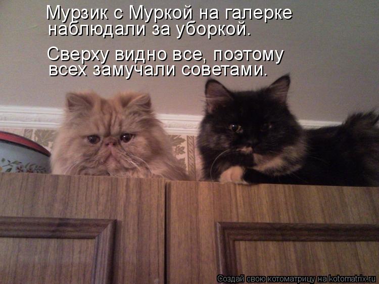 Котоматрица: Мурзик с Муркой на галерке наблюдали за уборкой. Сверху видно все, поэтому всех замучали советами.