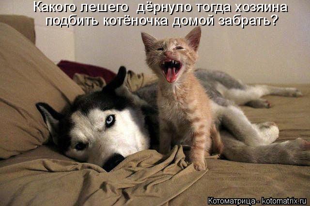 Котоматрица: Какого лешего  дёрнуло тогда хозяина подбить котёночка домой забрать?