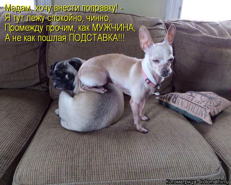 Котоматрица: Мадам, хочу внести поправку! - Я тут лежу спокойно, чинно, Промежду прочим, как МУЖЧИНА, А не как пошлая ПОДСТАВКА!!!