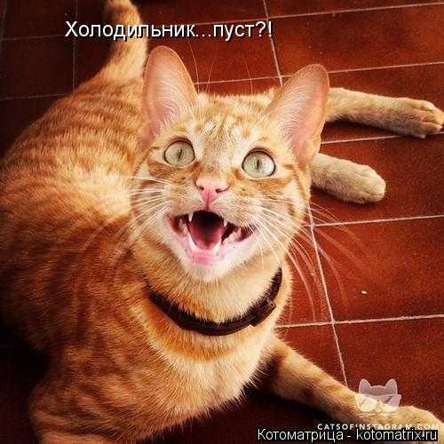 Котоматрица: Холодильник...пуст?!