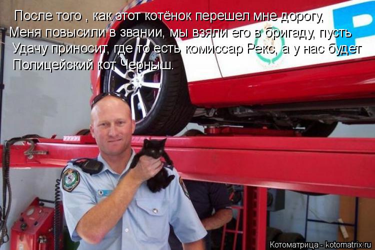 Котоматрица: После того , как этот котёнок перешел мне дорогу, Меня повысили в звании, мы взяли его в бригаду, пусть  Удачу приносит, где то есть комиссар Р