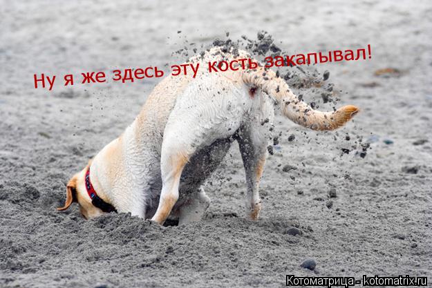 Котоматрица: Ну я же здесь эту кость закапывал!