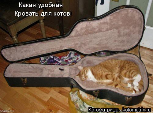 Котоматрица: Какая удобная Кровать для котов!