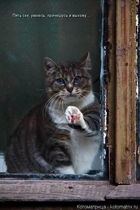 Котоматрица: Пять сек, умоюсь, причешусь и выхожу....