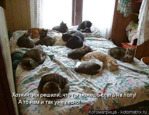 Котоматрица: Хозяин, иы решили, что ты можешь спать на полу! А то нам и так уже тесно!