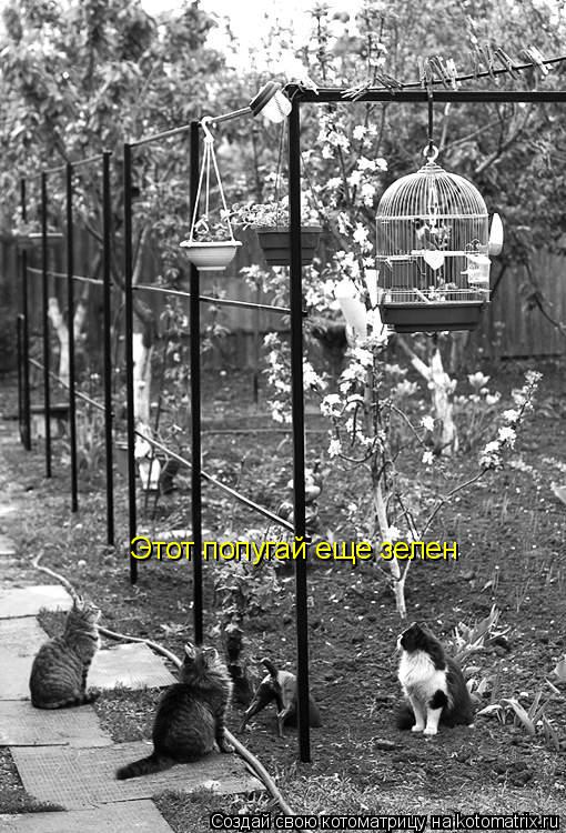 Котоматрица: Этот попугай еще зелен