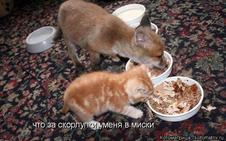 что за скорлупки уменя в миски что за скорлупки уменя в миски... Котоматрица: что за скорлупки уменя в миски что за скорлупки уменя в миски