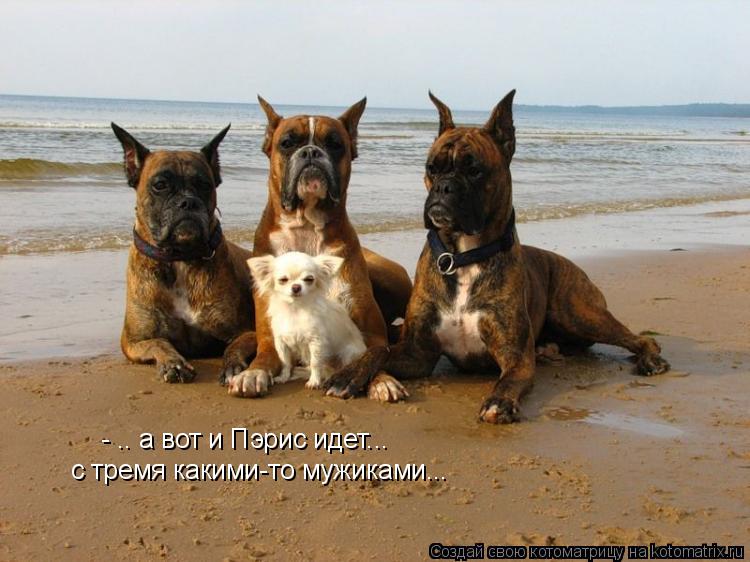Котоматрица: - .. а вот и Пэрис идет...  с тремя какими-то мужиками...