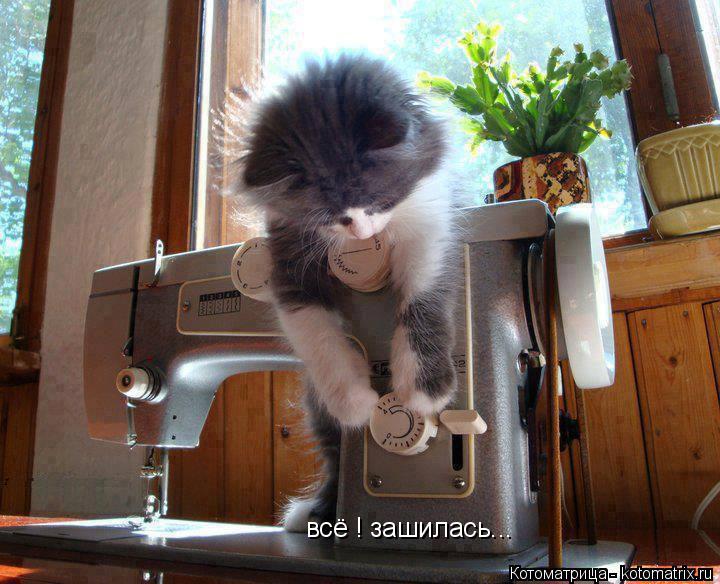 Котоматрица: всё ! зашилась...