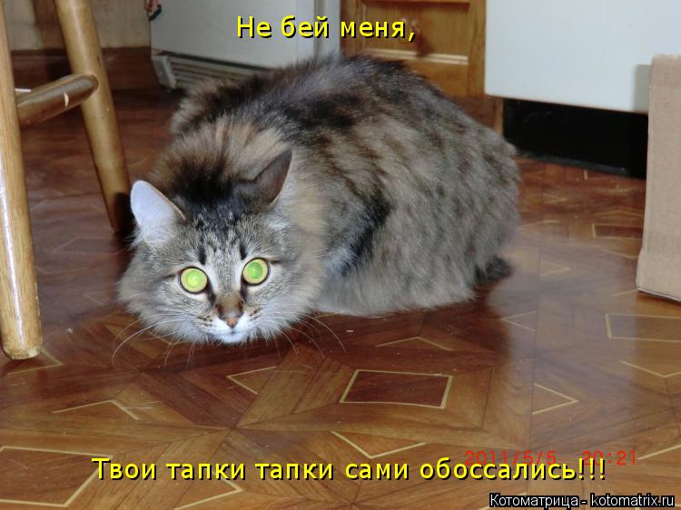 Котоматрица: Не бей меня, Твои тапки тапки сами обоссались!!!