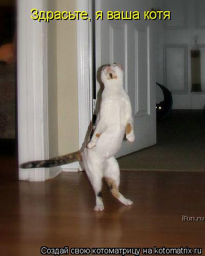 Котоматрица: Здрасьте, я ваша котя