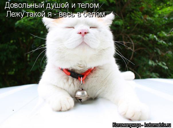 Котоматрица: Довольный душой и телом Лежу такой я - весь в белом