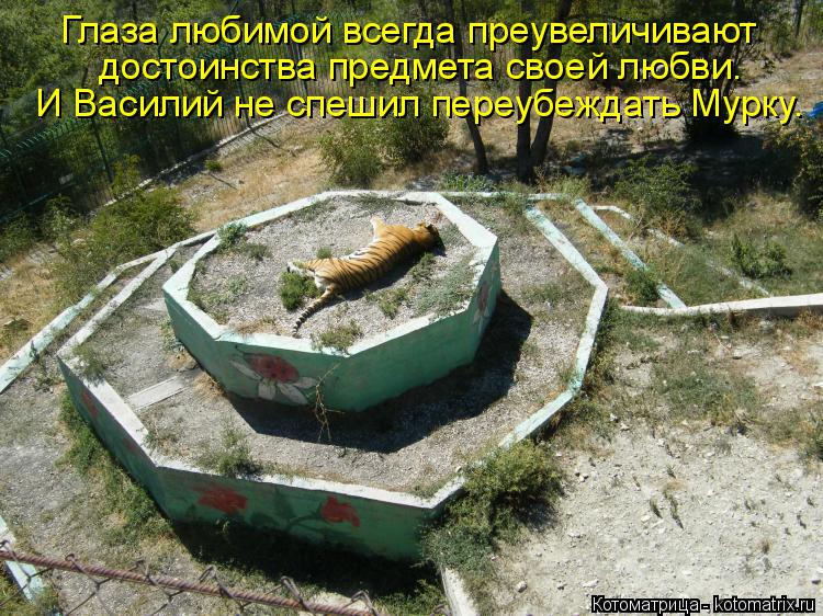 Котоматрица: Глаза любимой всегда преувеличивают достоинства предмета своей любви. И Василий не спешил переубеждать Мурку.