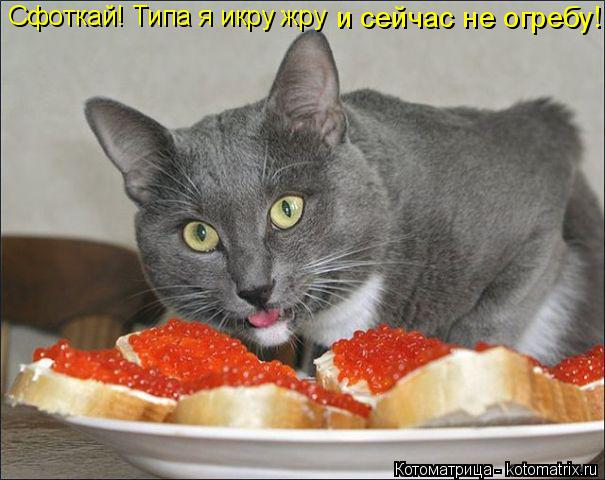 Котоматрица: Сфоткай! Типа я икру жру  и сейчас не огребу!