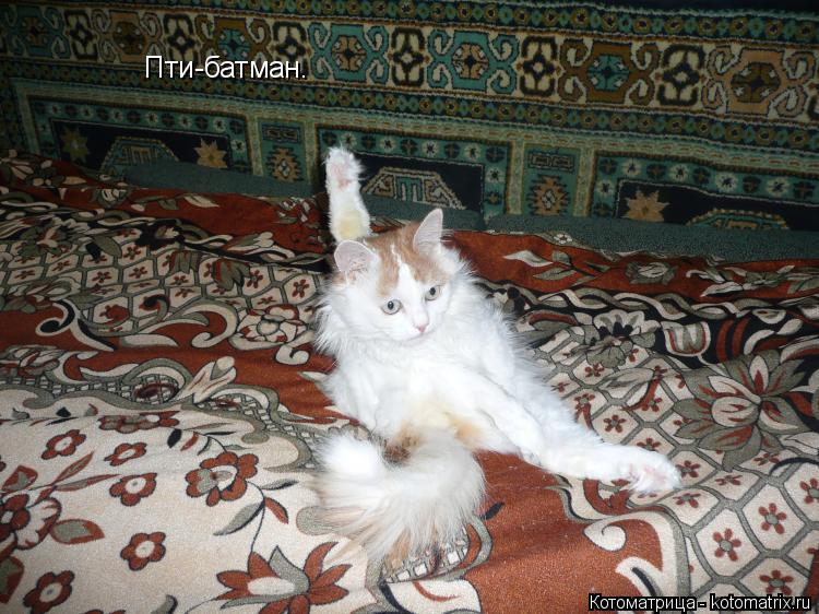 Котоматрица: Пти-батман.