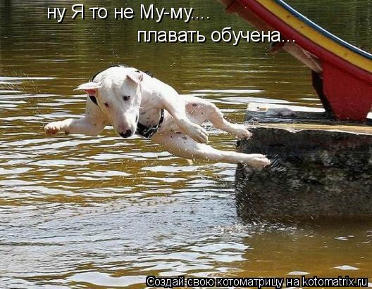 Котоматрица: ну Я то не Му-му.... плавать обучена...