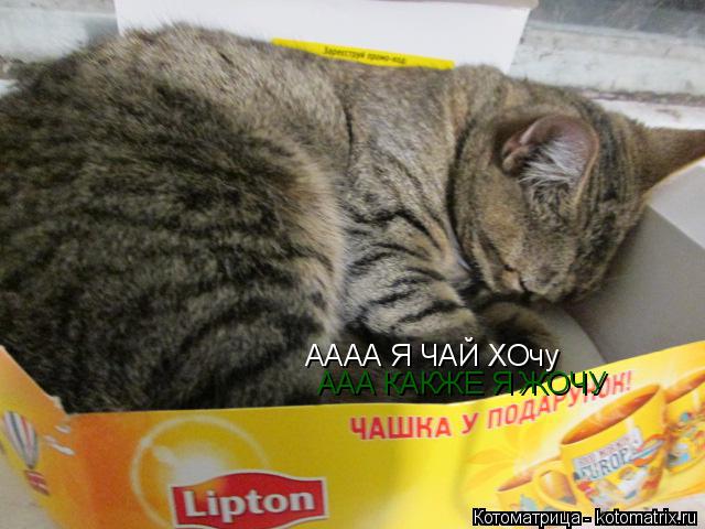 Котоматрица: АААА Я ЧАЙ ХОчу ААА КАКЖЕ Я ЖОЧУ