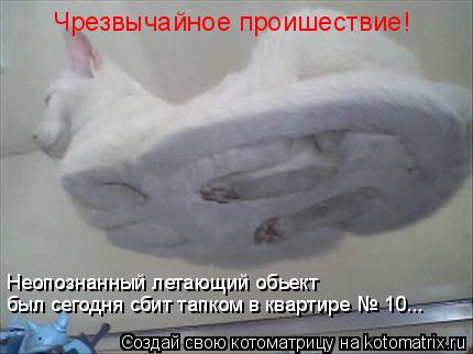 Котоматрица: Чрезвычайное проишествие! Неопознанный летающий обьект был сегодня сбит тапком в квартире № 10...