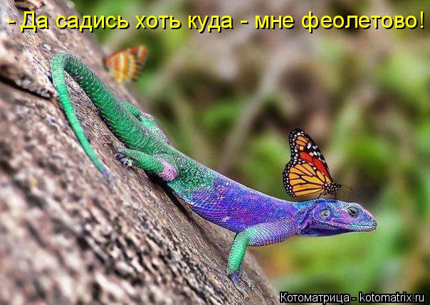 Котоматрица: - Да садись хоть куда - мне феолетово!