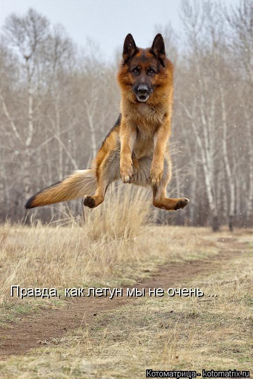 Котоматрица: Правда, как летун мы не очень ...