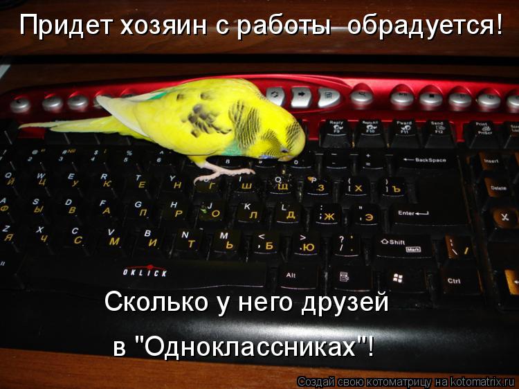Котоматрица: Придет хозяин с работы  обрадуется! Сколько у него друзей в "Одноклассниках"!