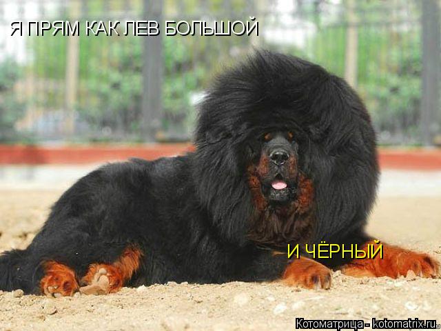 Котоматрица: Я ПРЯМ КАК ЛЕВ БОЛЬШОЙ И ЧЁРНЫЙ