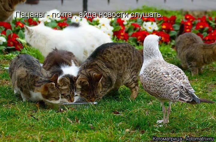 Котоматрица: Пацаны - почта , айда новости слушать.