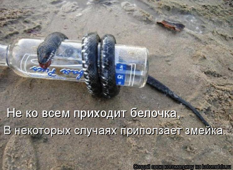 Котоматрица: Не ко всем приходит белочка, В некоторых случаях приползает змейка.