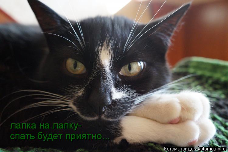 Котоматрица: лапка на лапку- спать будет приятно...