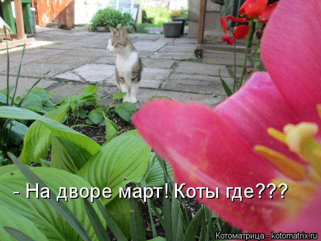Котоматрица: - На дворе март! Коты где???