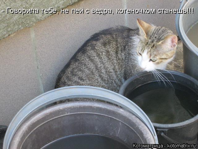 Котоматрица: - Говорила тебе, не пей с ведра, котеночком станешь!!!