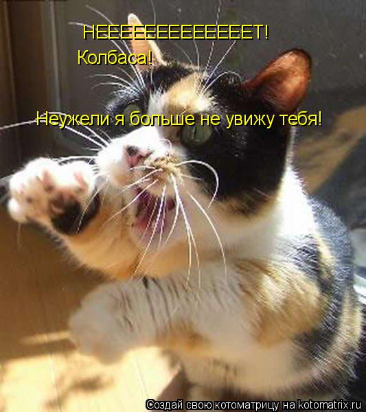 Котоматрица: НЕЕЕЕЕЕЕЕЕЕЕЕЕТ! Колбаса! Неужели я больше не увижу тебя!