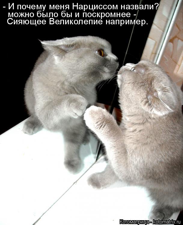 Котоматрица: - И почему меня Нарциссом назвали? Сияющее Великолепие например. можно было бы и поскромнее -