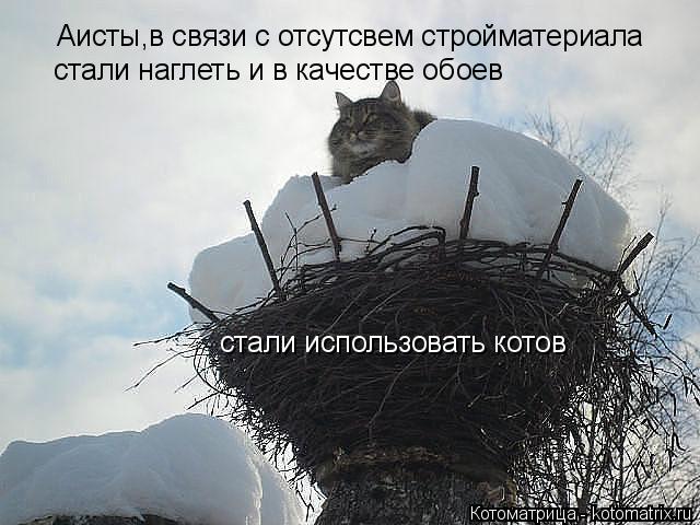 Котоматрица: Аисты,в связи с отсутсвем стройматериала стали наглеть и в качестве обоев стали использовать котов