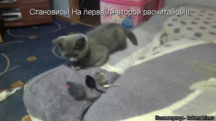 Котоматрица: Становись! На перввый-второй расчитайсь!!!