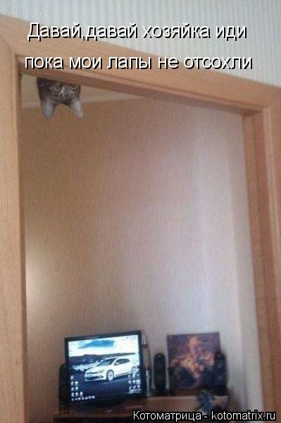 Котоматрица: Давай,давай хозяйка иди пока мои лапы не отсохли