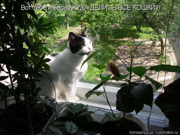 Котоматрица: Вот тебе и весна.КУДА ДЕЛИСЬ ВСЕ КОШКИ?!