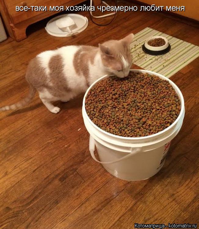 Котоматрица: все-таки моя хозяйка чрезмерно любит меня