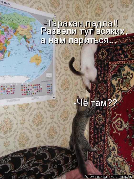 Котоматрица: -Чё там?? -Таракан,падла!! Развели тут всяких, а нам париться...