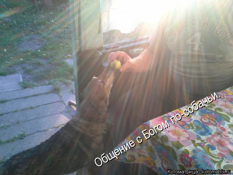 Котоматрица: Общение с Богом по-собачьи.