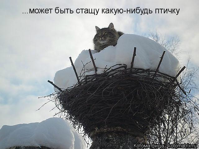 Котоматрица: ...может быть стащу какую-нибудь птичку