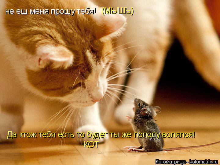 Котоматрица: не еш меня прошу тебя! Да ктож тебя есть то будет ты же пополу волялся! (МЫШЬ) КОТ