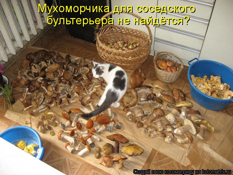 Котоматрица: Мухоморчика для соседского  бультерьера не найдётся?