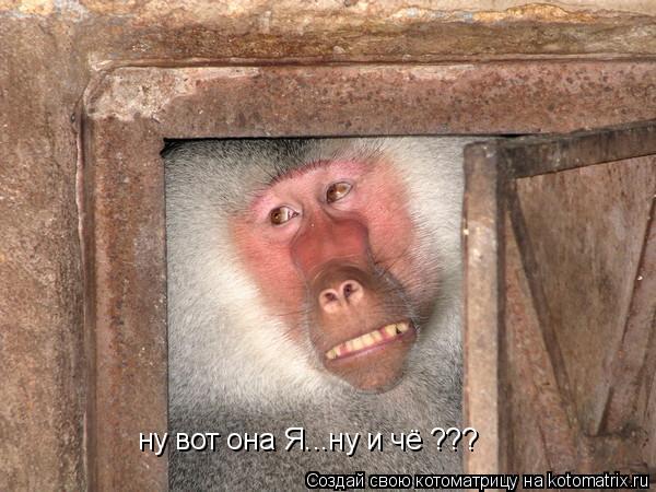 Котоматрица: ну вот она Я...ну и чё ???