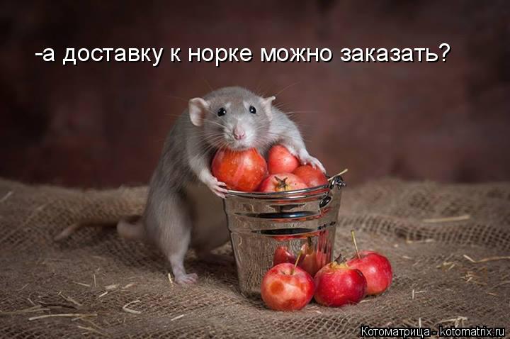 -а доставку к норке можно заказать?... Котоматрица: -а доставку к норке можно заказать?