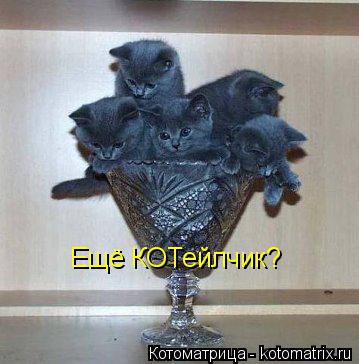 Котоматрица: Ещё КОТейлчик?